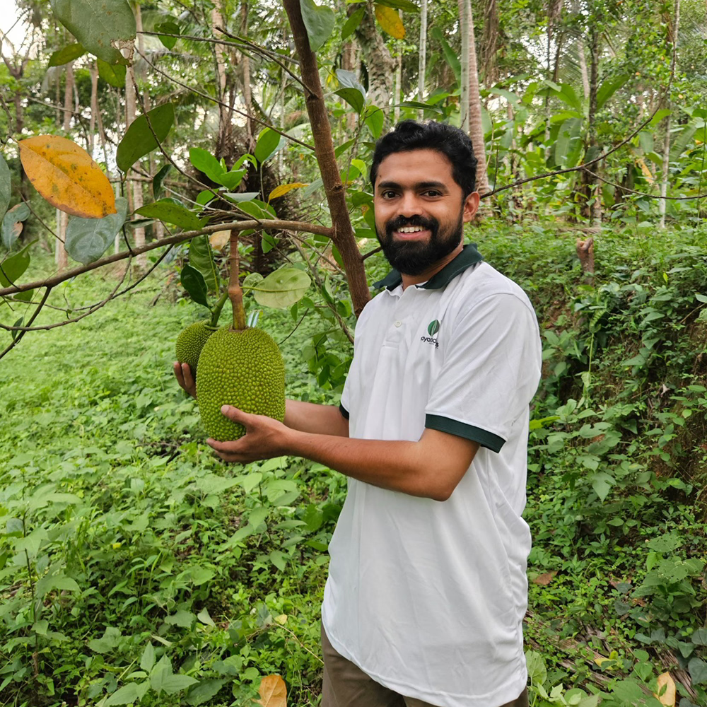 Jackfruit growing on a farm